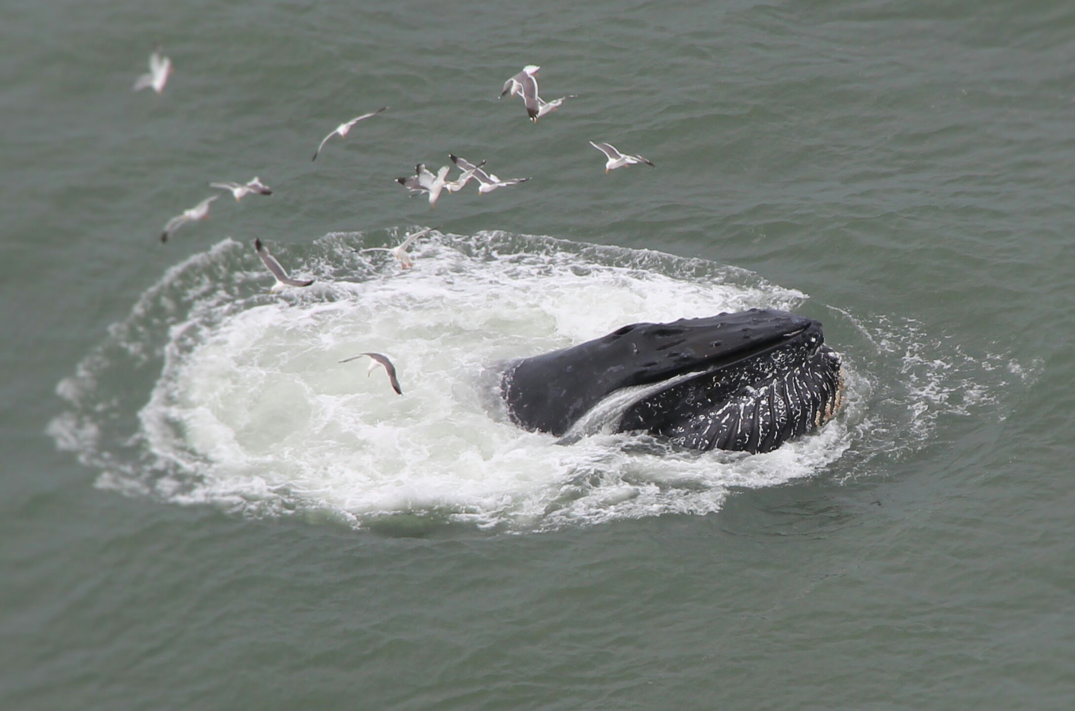 A humpback whale surfacing among seagulls